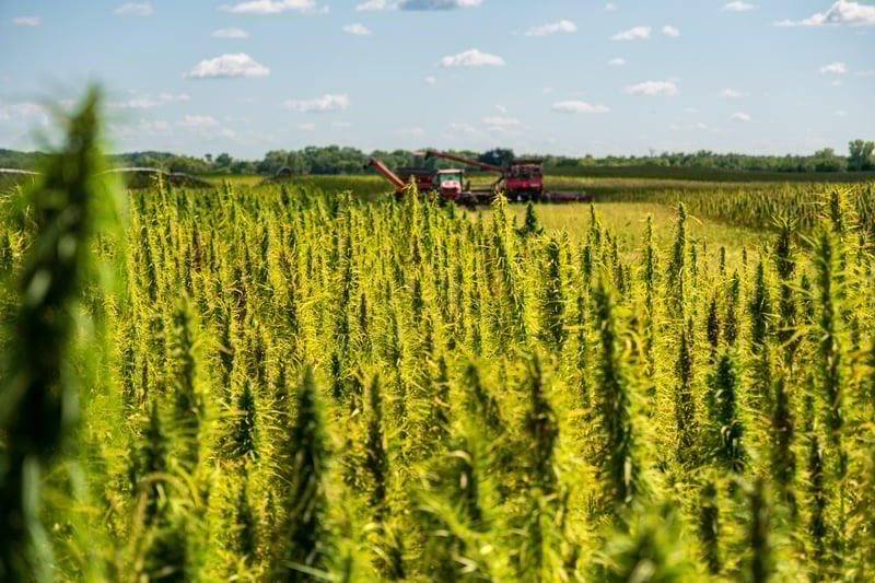 Sustainably grown industrial hemp