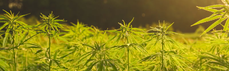 the power of hemp