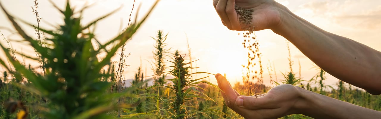 Green Fox Hemp Hearts