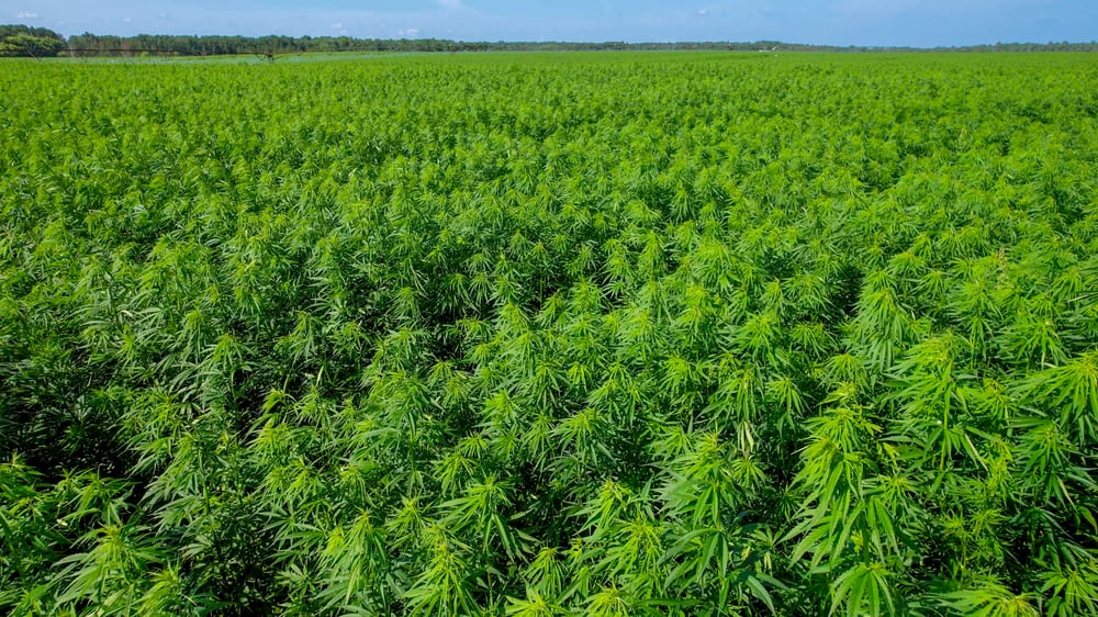 Industrial Hemp Field