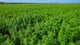 Industrial Hemp: Sustainable by Nature, Zero-Waste by Design